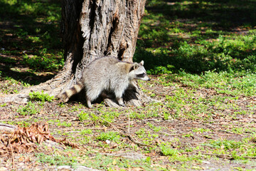 Little raccoon enjoying a sunny day
