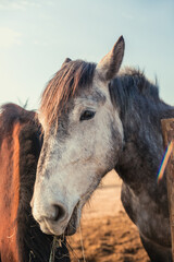 Obraz premium Beautiful rural horse eats hay behind a wooden fence