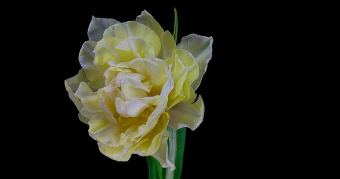 Timelapse of opening white tulip format with ALPHA transparency channel isolated on black background, Spring time, Happy Mothers Day, Valentine's Day, easter, 4k