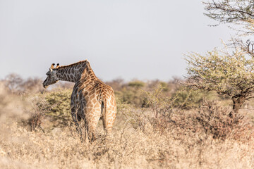 a giraffe eating in africa