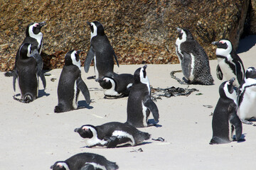 A penguin parade in the beach