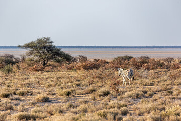 A zebra alone in the african nature