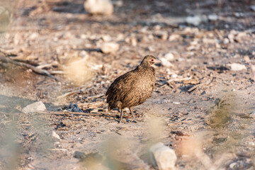A bird in the middle of the african desert