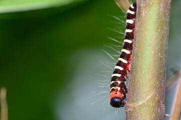 caterpillar on leaf