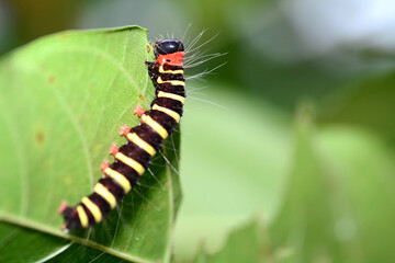 caterpillar on leaf