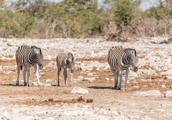 A family of a zebras in the african bush
