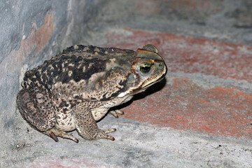 A big frog is resting in the night