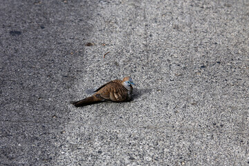 This bird was in front of my hotel room