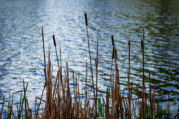 Obraz premium Cattails and reeds grow along the shore of a lake in summer.