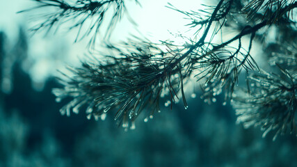 pine branch, winter forest background