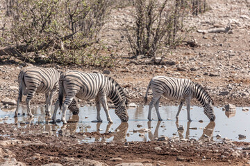 Obraz na płótnie Canvas A family of zebras at a waterhole