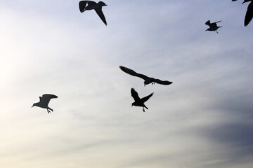 Seagulls as seen in backlight
