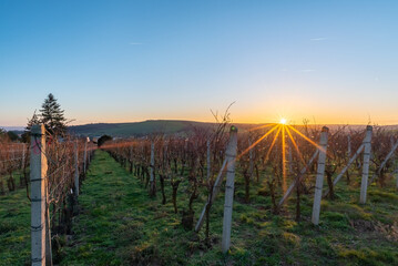 Západ slunce nad vinohrady