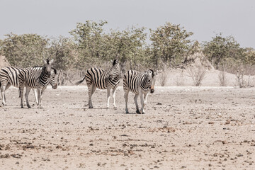A family of a zebras in the african bush