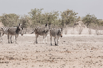 Fototapeta na wymiar A family of a zebras in the african bush