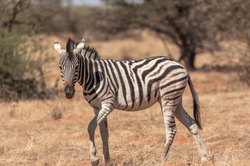 Fototapeta na wymiar Portrait of a zebra in the african bush