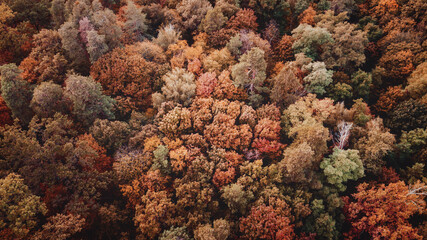 autumn landscape. aerial view of colorful forest. drone shot