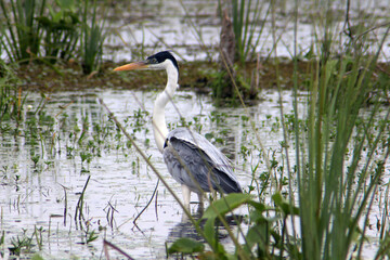 A beautiful heron this morning