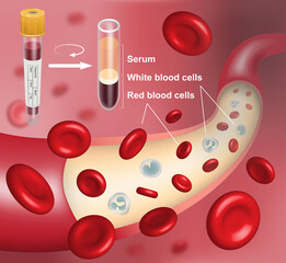 3D illustration of human blood vessel with flowing red and white blood cells and the composition of blood after separation by centrifuge