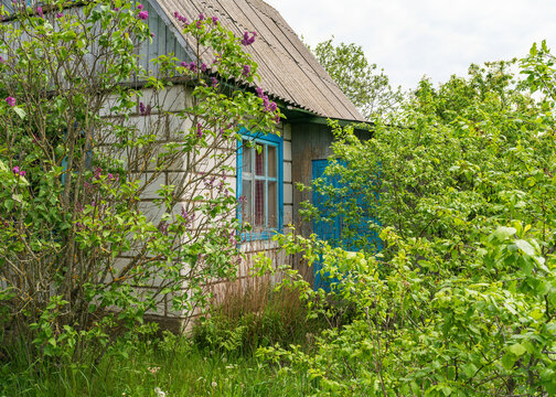 Old abandoned house in thicket of grass and bushes under a Sunny blue sky