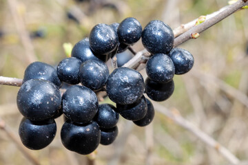 bunch of ebony black berries