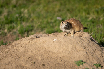A prairie dog sniffs and watches on top of its den entrance.