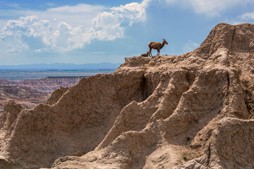 A Big Horn Sheep stands on a rocky cliff in the Badlands of South Dakota, in the USA.