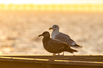 Two seagulls standing on a fishing pier as the sunset shreds golden light on the landscape. 