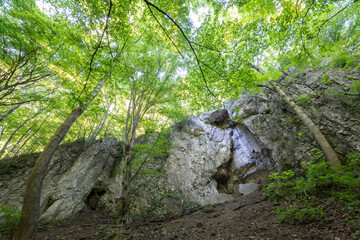 widok na jaskinie w lesie