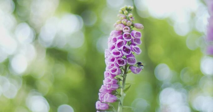Flower in the woods