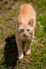 One yellow orange stray cat on a garden alley with green grass as blurred background.