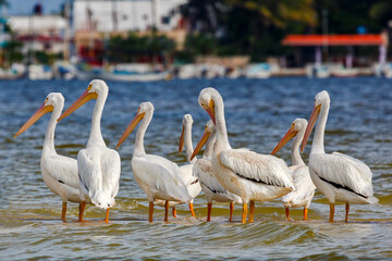 white pelicans stand in the water