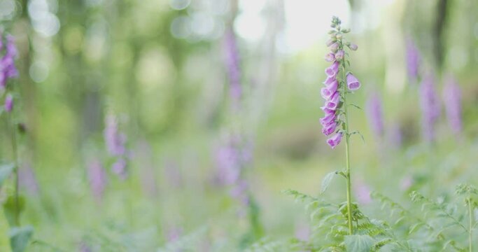 Flower in the woods