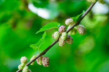 Small black wild white and yellow mulberries with tree branches and green leaves, also known as Morus tree, in a summer garden in a cloudy day, natural background with organic healthy food, .