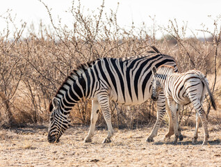 Obraz na płótnie Canvas A mother zebra with her baby 