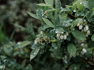 Blueberry flowers. Blueberry berry bushes blooming in the garden. Wait here. Drops of water are visible on the leaves. Nature. Garden.