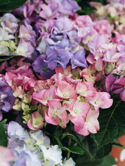 Hydrangea is pinkish-purple. Flowers are photographed closely. Macro. Green leaves are visible. Plant transplant. Multi-colored flowers. Plants for the garden. Blooming garden. flowers for sale