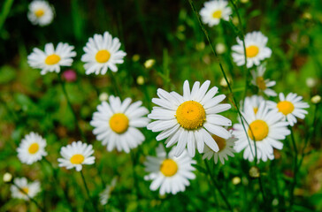 Fototapeta premium daisies in a field