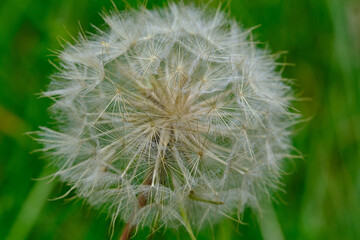 Obraz premium Löwenzahn