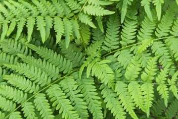 Fototapeta na wymiar Natural background. Green fern leaves on the summer day. Closeup.