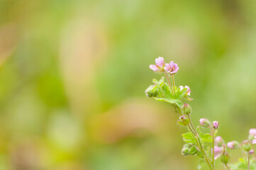 Blurred green nature background with small pink flowers as main subject