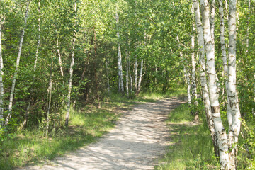 Beautiful view of the birch  forest in the summer  day