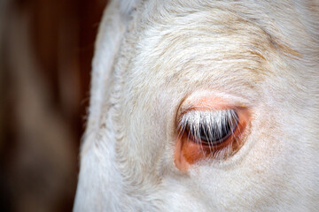 Eye of cow