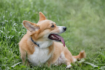 Cute ginger welsh corgi pembroke dog sits in the grass tongue out