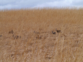 Rehe in einem Feld