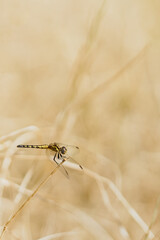 Libellule dans la nature