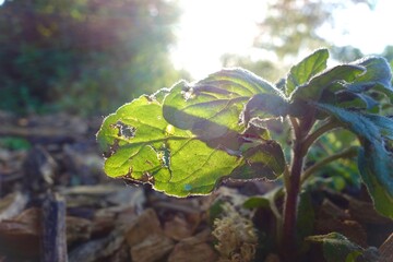 sunlit leaves