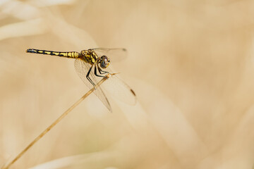 Libellule dans la nature