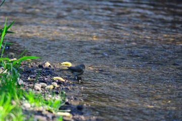 Zilpzalp beim Bad in der Spree	