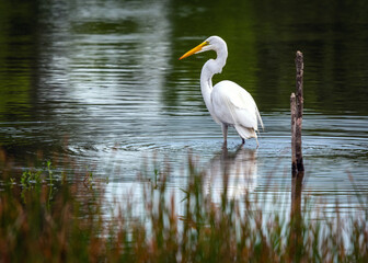 Great Egret looking for breakfast along the nature trail in Pearland!